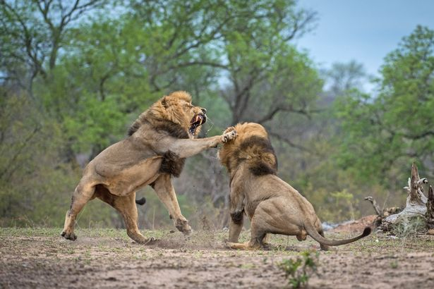 母狮|雄狮有鬃毛，母狮却没有，或许是雄狮总挨揍？