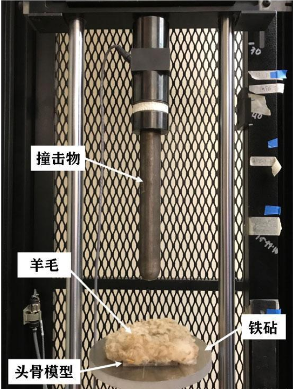 母狮|雄狮有鬃毛，母狮却没有，或许是雄狮总挨揍？