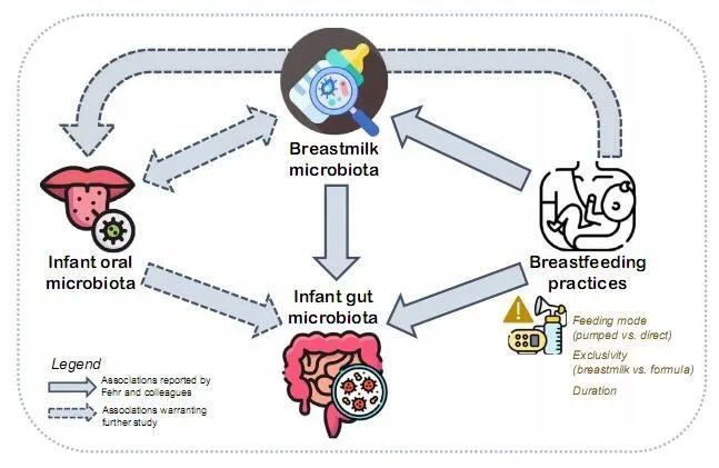 母乳喂养|Cell子刊解读！母乳中的细菌菌群真的会在婴儿的肠道中定植吗？