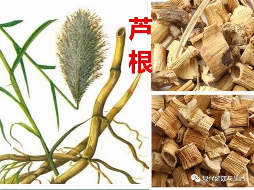 中医中药,芦根的功效及应用