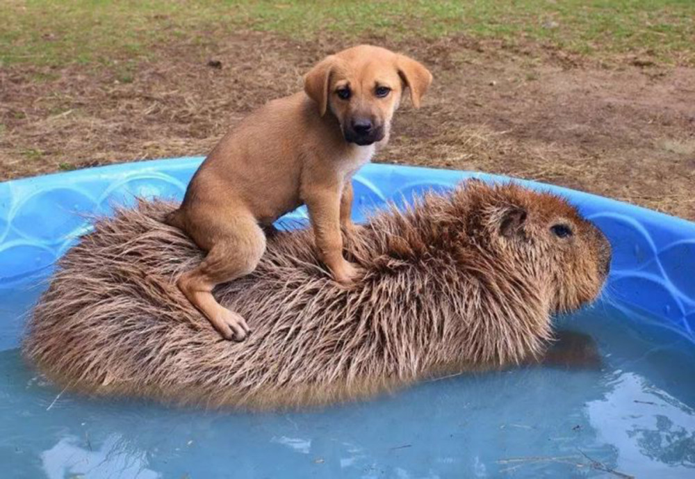 水豚 动物界社交达人 因为自己的粪便 成为小动物的流动小餐车 腾讯新闻