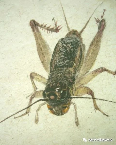 一生难忘的虫王