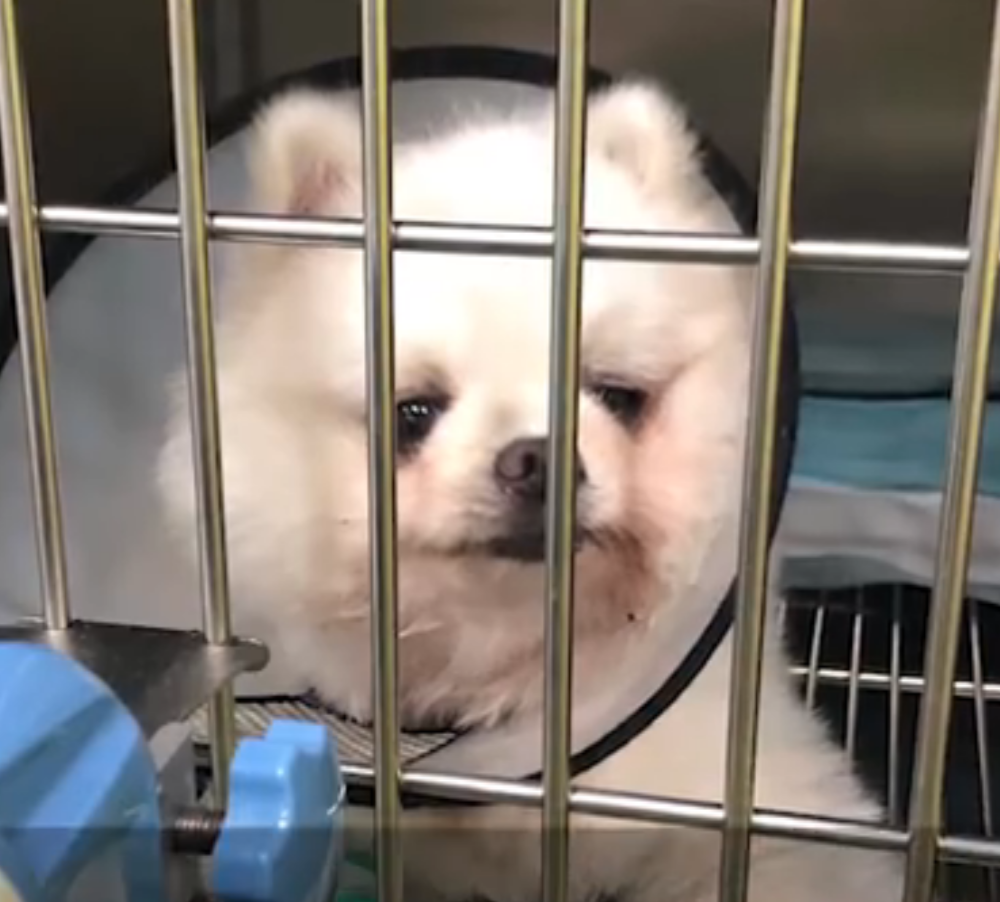 准研究生借宿朋友家虐狗致重伤 爱狗人士表演环节 满嘴 狗权 腾讯新闻