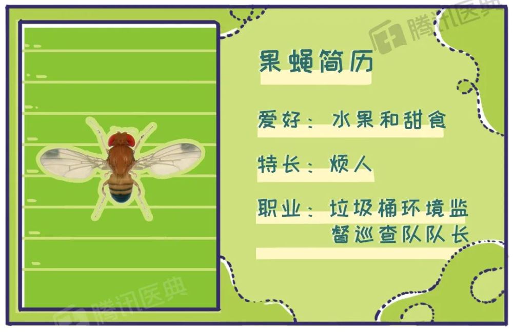 飞虫|家里总出现黑色小飞虫？别慌！教你几个处理绝招！