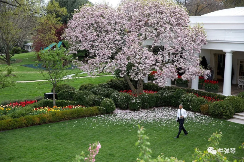 白宫|最惊艳对比照，特朗普一家这样改造了白宫