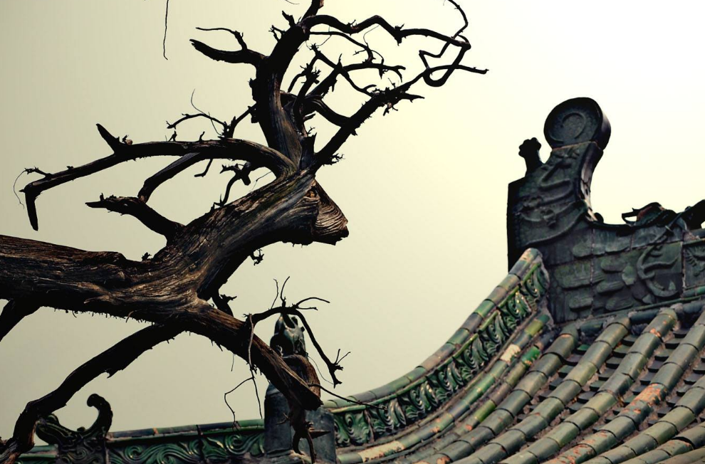 随园诗话|从晚明小品文到袁枚《随园诗话》，性灵派文学到底有何魅力？