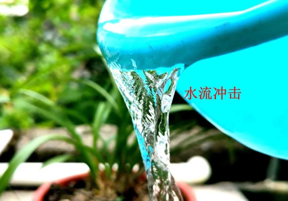 兰花|养兰花禁忌，浇水不能进叶心？搞懂这3组矛盾就没问题