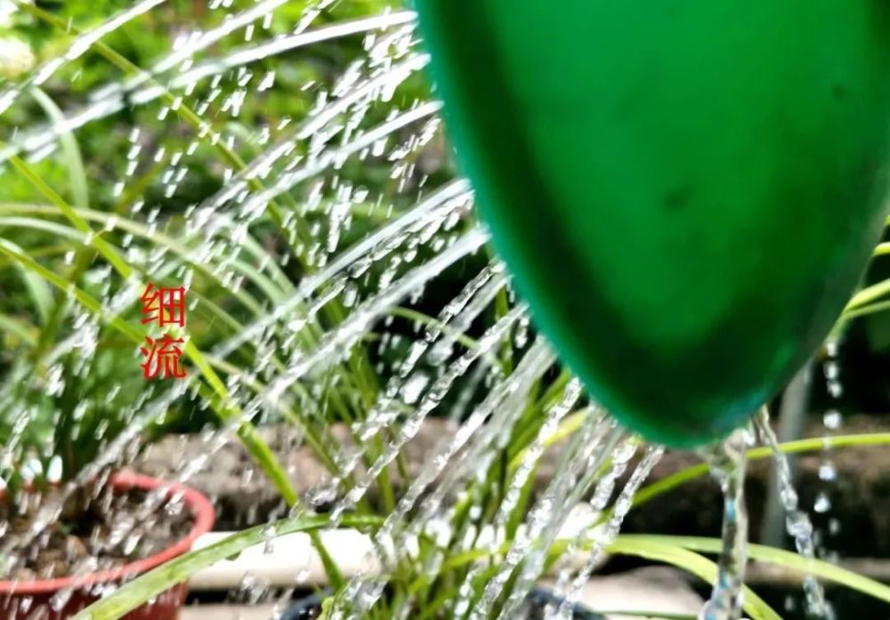 兰花|养兰花禁忌，浇水不能进叶心？搞懂这3组矛盾就没问题