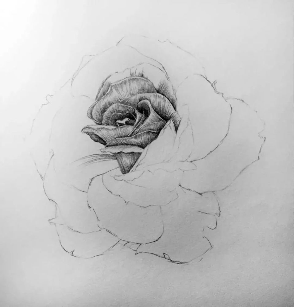 素描|月季花的素描教程，一支铅笔一张纸画出清新娇艳的月季，值得收藏