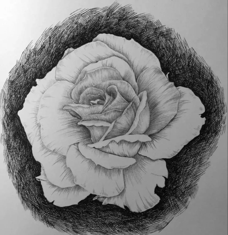 素描|月季花的素描教程，一支铅笔一张纸画出清新娇艳的月季，值得收藏