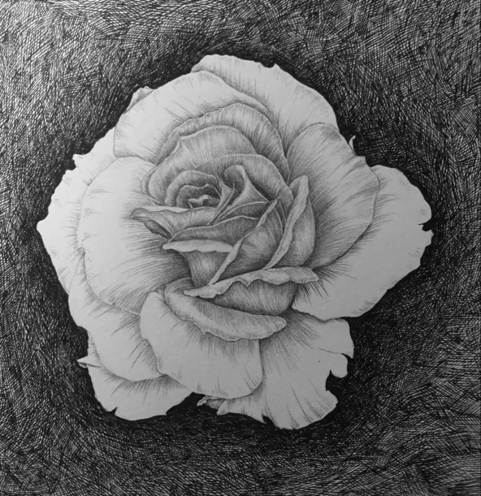 素描|月季花的素描教程，一支铅笔一张纸画出清新娇艳的月季，值得收藏