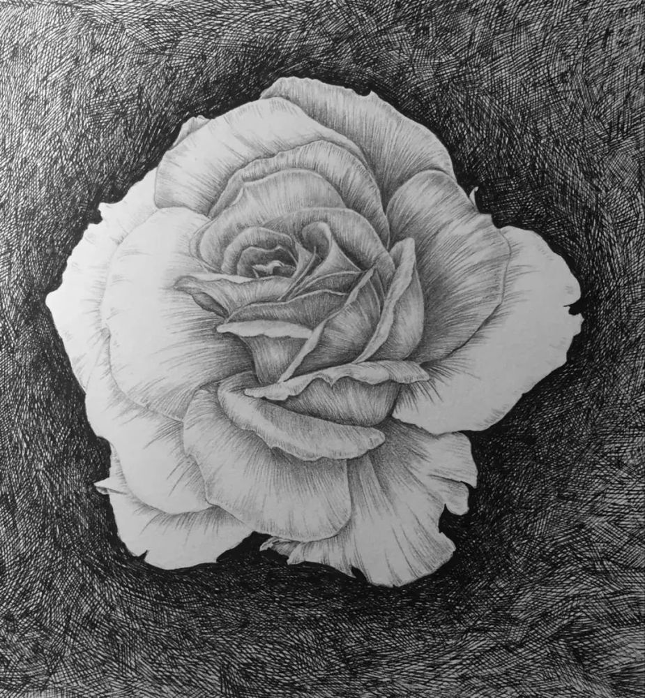 素描|月季花的素描教程，一支铅笔一张纸画出清新娇艳的月季，值得收藏