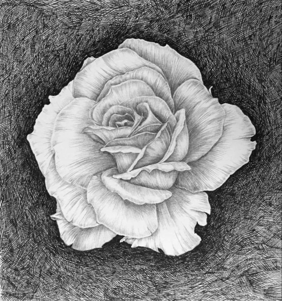 素描|月季花的素描教程，一支铅笔一张纸画出清新娇艳的月季，值得收藏