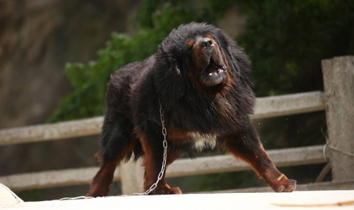 如果把藏獒放到非洲草原上,它能撑多少天?大数据告诉你答案