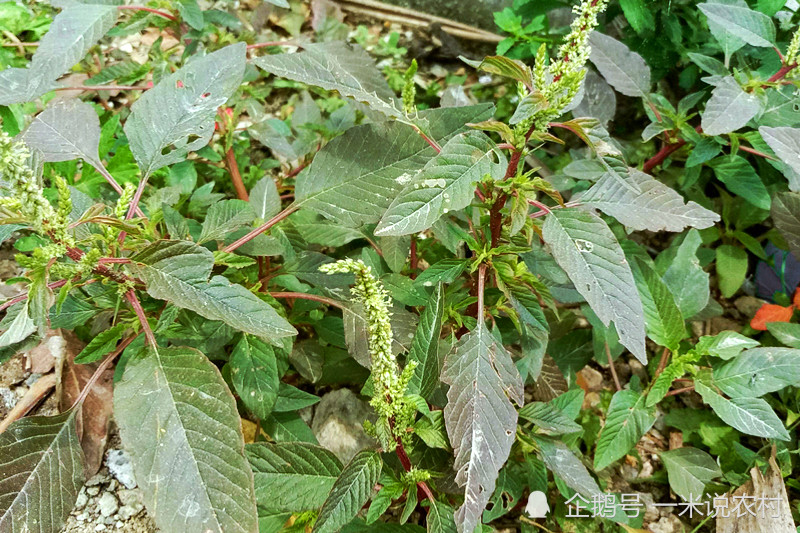 说到苋菜,对于喜欢吃野菜的人来说并不陌生,苋菜含丰富