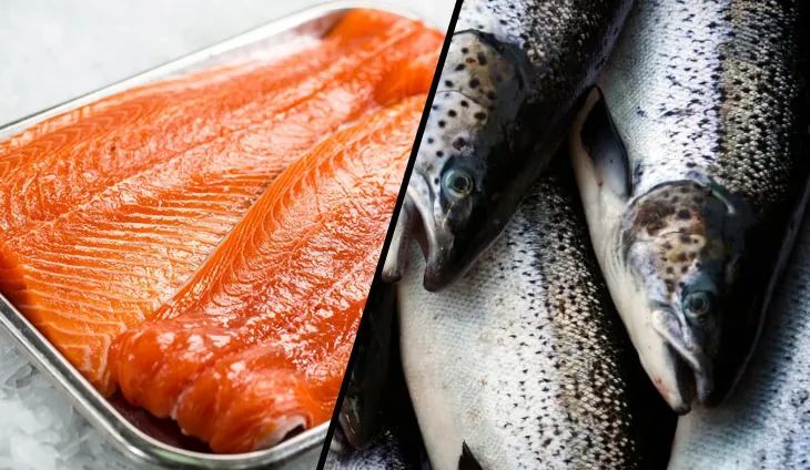 三文鱼|69万条养殖三文鱼逃入大海，一企业领巨额罚单