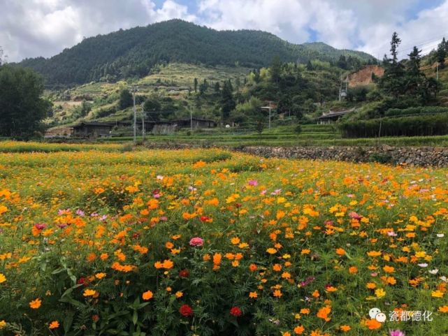 处处皆景 德化春美双翰 民居古色古香 花田五彩缤纷 花田 德化 春美乡 双翰村