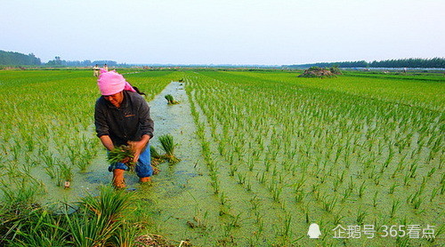 胡志帮|网络诗人胡志帮写中国农事诗，再现传统文化