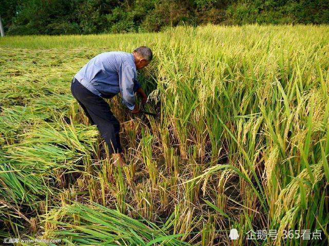 胡志帮|网络诗人胡志帮写中国农事诗，再现传统文化