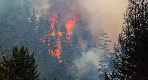 加州|短短一周，加州100万英亩森林烧毁于大火，消防部门已不堪重负