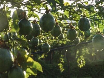 百香果|百香果香味浓郁，风味特殊，那它到底该如何种植呢？