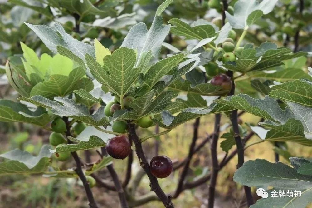 无花果|农民反季节种植无花果，掌握1个方法，果子挂满枝头