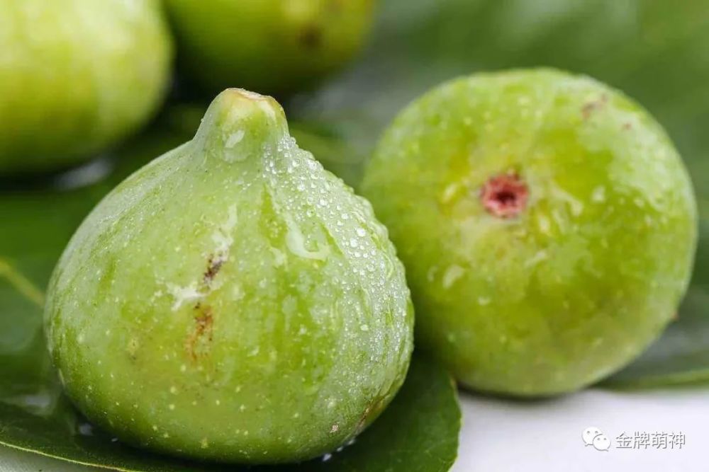 无花果|农民反季节种植无花果，掌握1个方法，果子挂满枝头