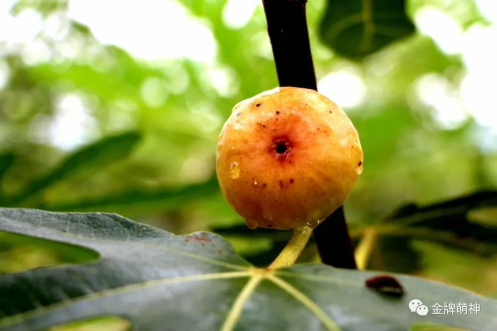 无花果|农民反季节种植无花果，掌握1个方法，果子挂满枝头