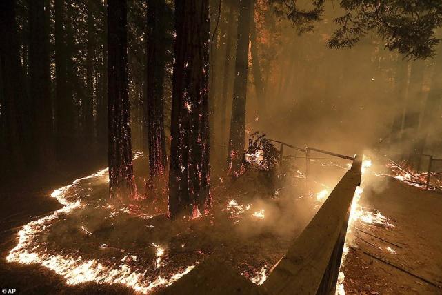 美加州史上第二大山火肆虐 6人因火灾丧生 特朗普宣布该州进入灾难状态