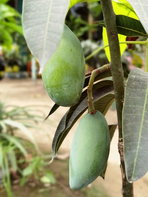 绵竹居然藏了一个热带水果园!好吃嘴赶紧约起