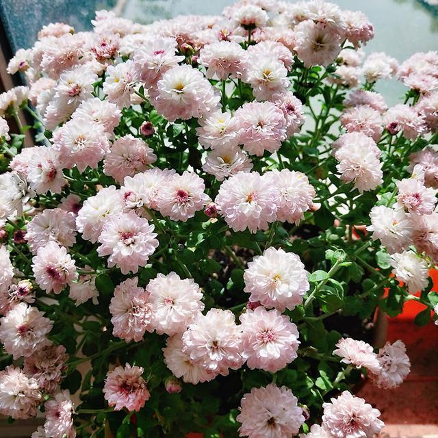 千头菊(千头菊春天需要打顶吗)