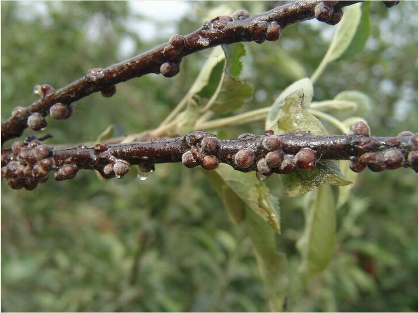 枣树大球蚧引起减产多种防治方法相结合一次就能根治