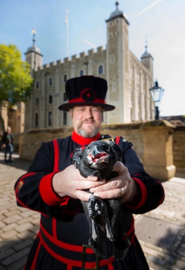 伦敦塔|伦敦塔“神鸟”疫情期间离家出走，英国国运“危在旦夕”？