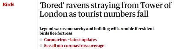 伦敦塔|伦敦塔“神鸟”疫情期间离家出走，英国国运“危在旦夕”？