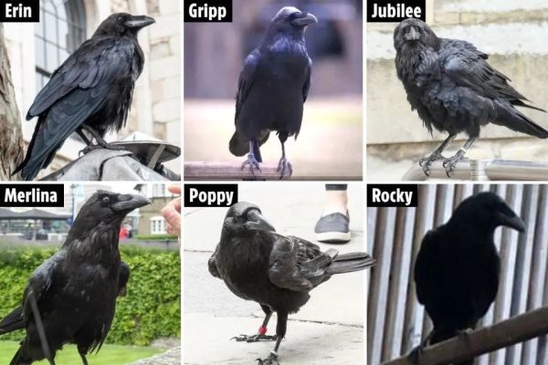 伦敦塔|伦敦塔“神鸟”疫情期间离家出走，英国国运“危在旦夕”？