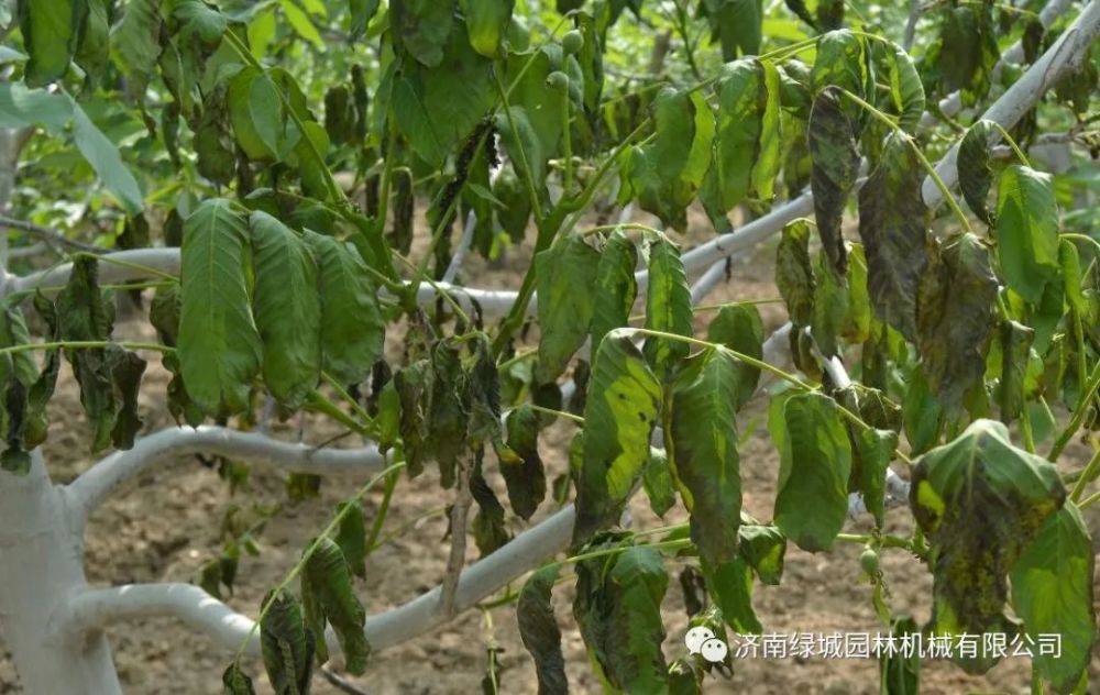 园林植物|园林植物病害诊断和解决方案-园林植物病虫害防治技术