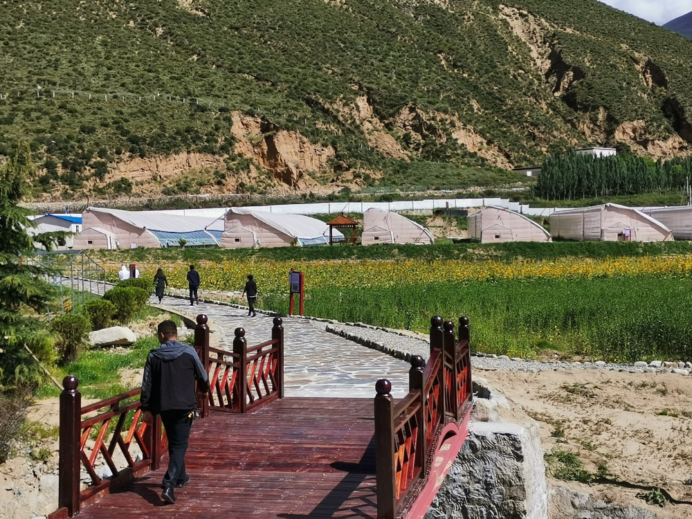 幸福花开新边疆山南市乃东区索珠乡发展特色产业走向致富之路