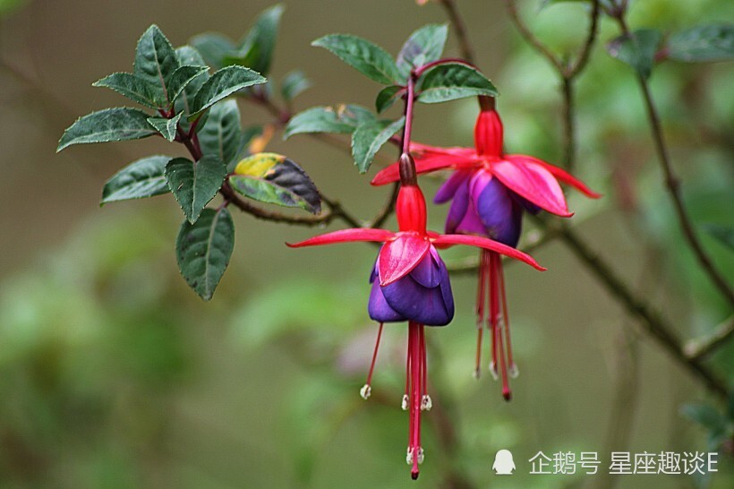 8月24日 30日星座运势 双子自告奋勇 天秤努力奋斗 水瓶大胆尝试 腾讯新闻