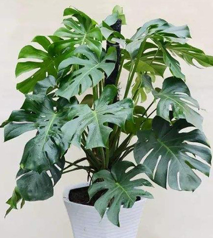 株型优美的龟背竹,叶形奇特新颖又极耐阴,是一类漂亮的观叶绿植