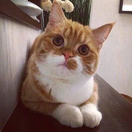 一组猫咪的天然造型图片猫咪也走在时尚的前沿呀