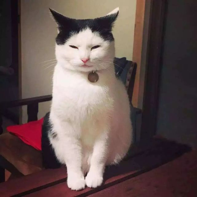 一组猫咪的天然造型图片:猫咪也走在时尚的前沿呀!