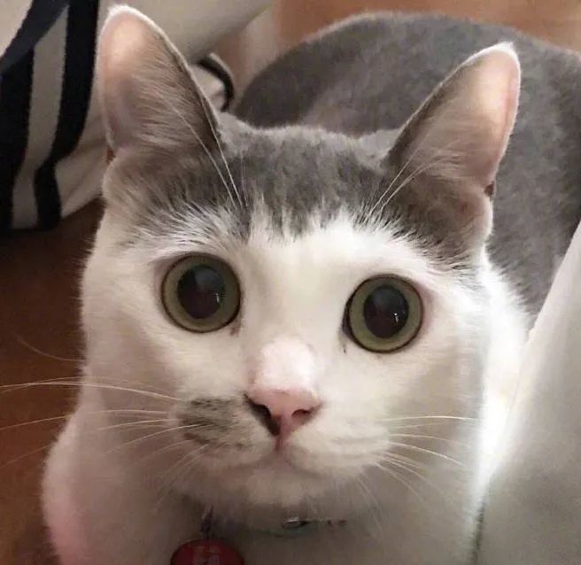 一组猫咪的天然造型图片猫咪也走在时尚的前沿呀