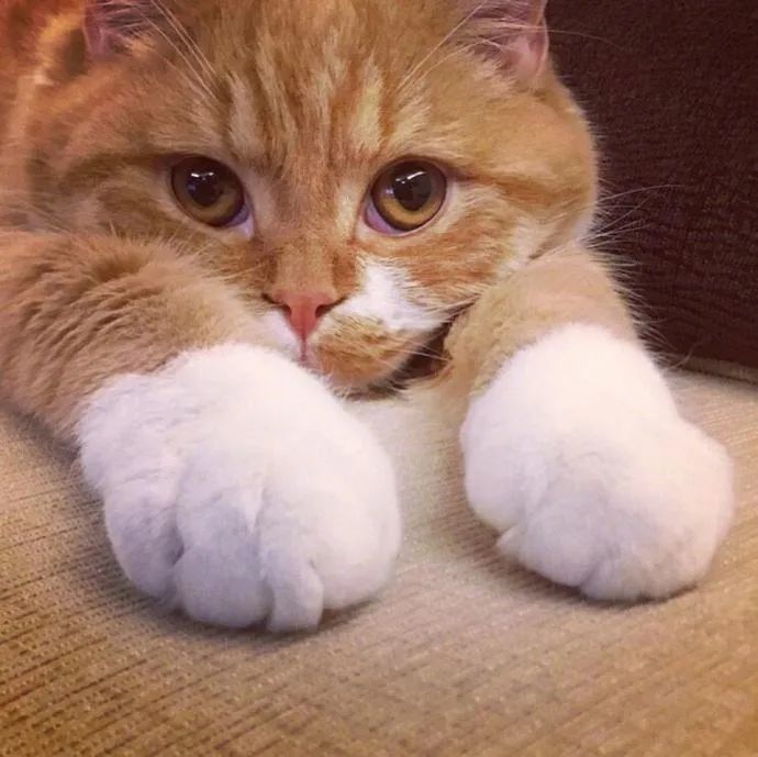 一组猫咪的天然造型图片:猫咪也走在时尚的前沿呀!