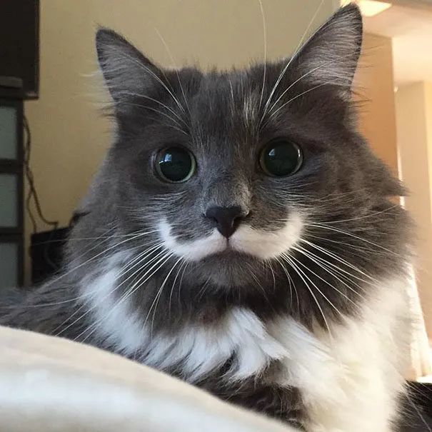 一组猫咪的天然造型图片猫咪也走在时尚的前沿呀