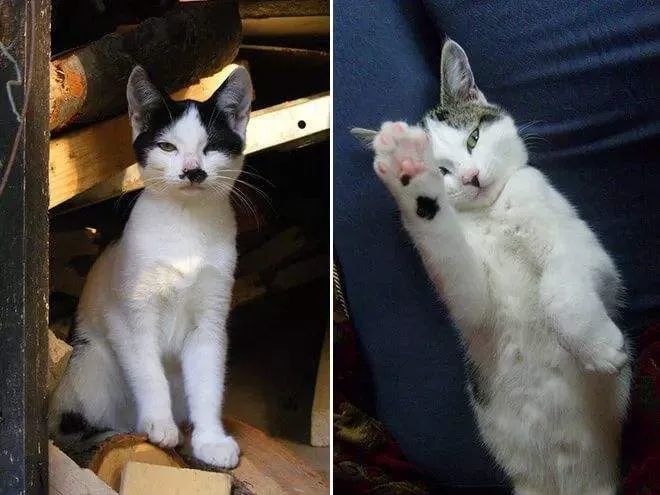 一组猫咪的天然造型图片:猫咪也走在时尚的前沿呀!