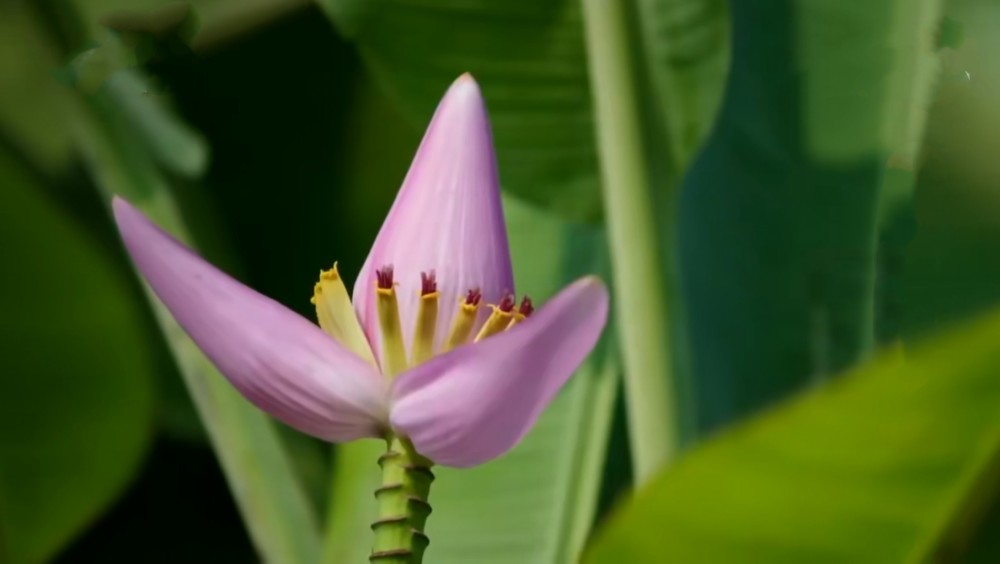 你知道芭蕉好吃 但是你知道芭蕉花也可以吃吗 腾讯新闻