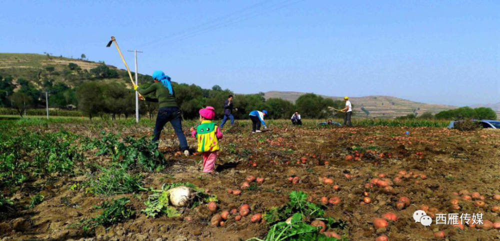 七绝|会宁两位退休老教师的完美合作，太美了！