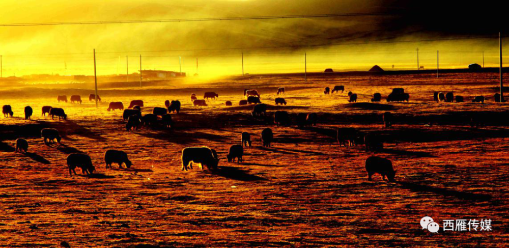 七绝|会宁两位退休老教师的完美合作，太美了！