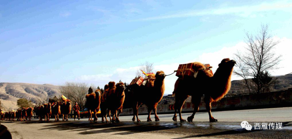 七绝|会宁两位退休老教师的完美合作，太美了！