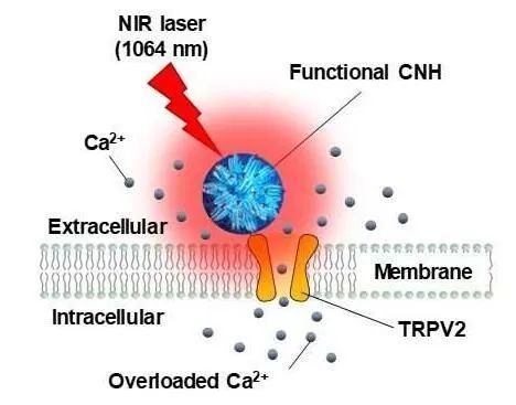 癌症|《自然》子刊：有望将纳米技术和基因工程技术结合开发新型抗癌疗法